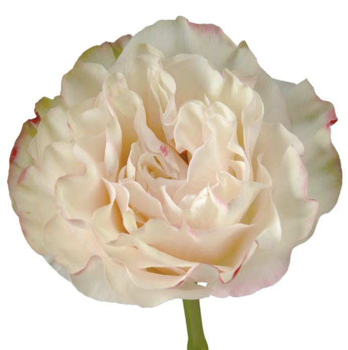 ROSE COTTON XPRESSION - 50 CM